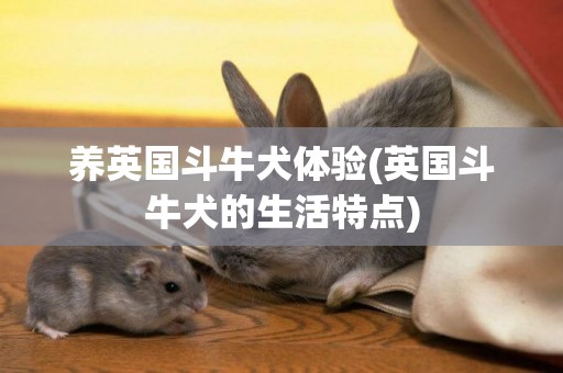 養英國斗牛犬體驗(英國斗牛犬的生活特點)