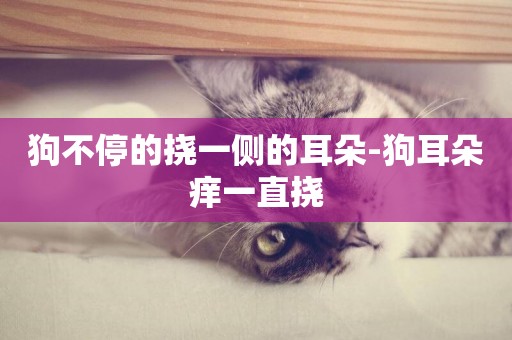 狗不停的撓一側的耳朵-狗耳朵癢一直撓