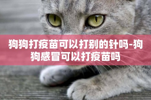 狗狗打疫苗可以打別的針嗎-狗狗感冒可以打疫苗嗎