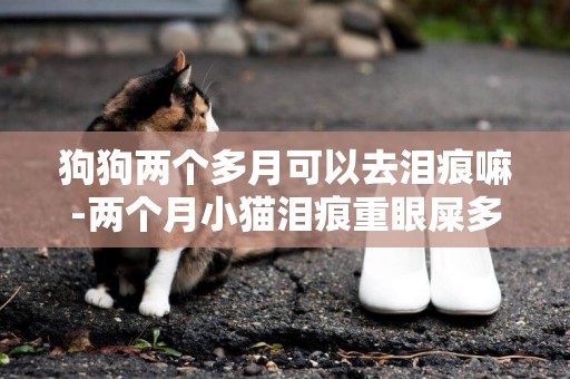 狗狗兩個多月可以去淚痕嘛-兩個月小貓淚痕重眼屎多