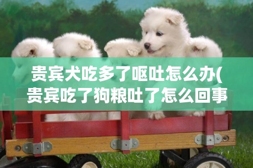 貴賓犬吃多了嘔吐怎么辦(貴賓吃了狗糧吐了怎么回事)