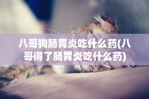 八哥狗腸胃炎吃什么藥(八哥得了腸胃炎吃什么藥)