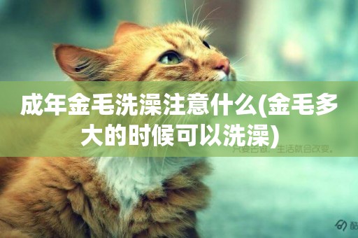 成年金毛洗澡注意什么(金毛多大的時候可以洗澡)