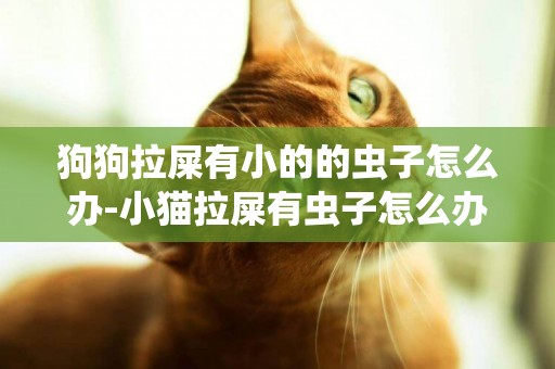 狗狗拉屎有小的的蟲子怎么辦-小貓拉屎有蟲子怎么辦