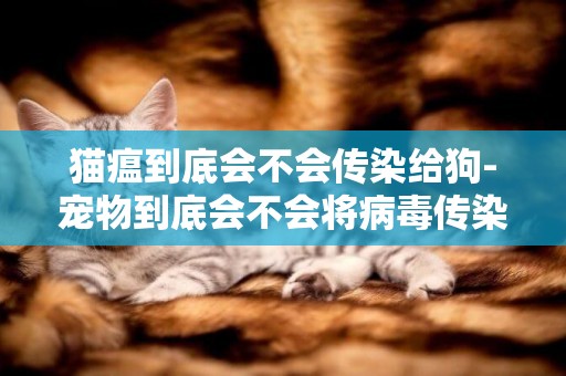 貓瘟到底會不會傳染給狗-寵物到底會不會將病毒傳染給人類