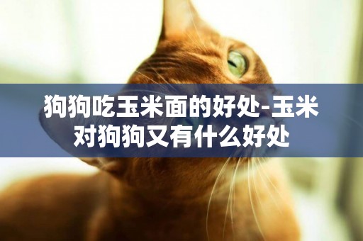 狗狗吃玉米面的好處-玉米對狗狗又有什么好處
