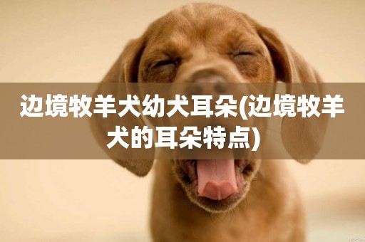 邊境牧羊犬幼犬耳朵(邊境牧羊犬的耳朵特點)