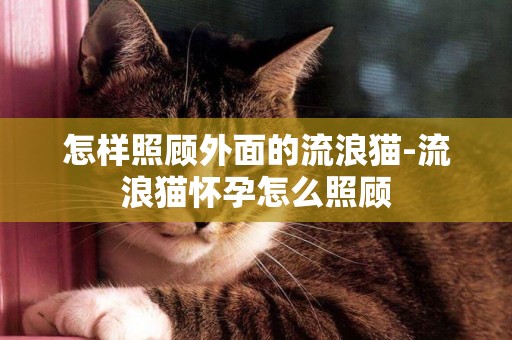 怎樣照顧外面的流浪貓-流浪貓懷孕怎么照顧