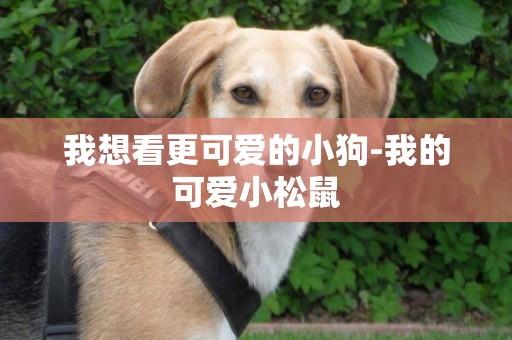 我想看更可愛的小狗-我的可愛小松鼠