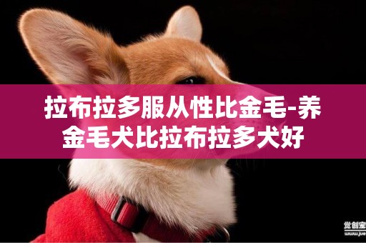 拉布拉多服從性比金毛-養金毛犬比拉布拉多犬好