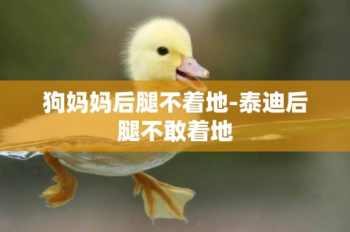 狗媽媽后腿不著地-泰迪后腿不敢著地