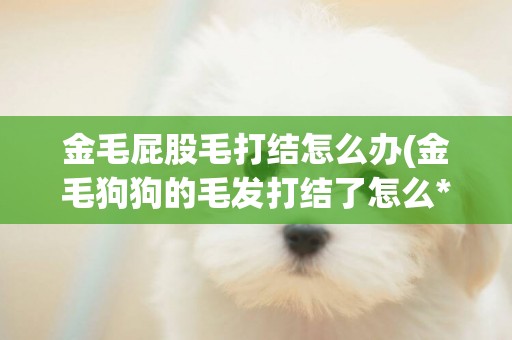 金毛屁股毛打結怎么辦(金毛狗狗的毛發打結了怎么***)
