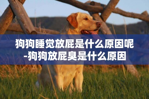 狗狗睡覺放屁是什么原因呢-狗狗放屁臭是什么原因