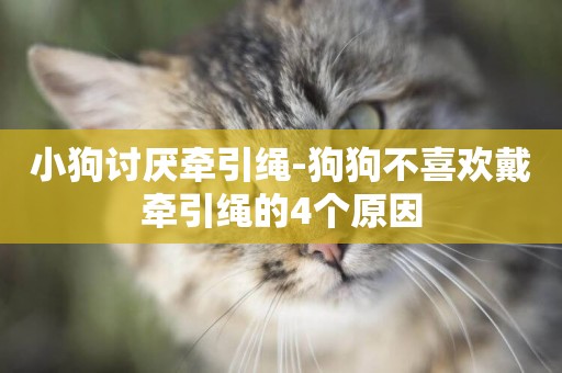 小狗討厭牽引繩-狗狗不喜歡戴牽引繩的4個原因