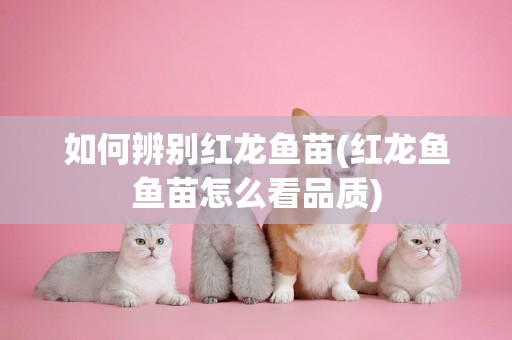 如何辨別紅龍魚苗(紅龍魚魚苗怎么看品質)