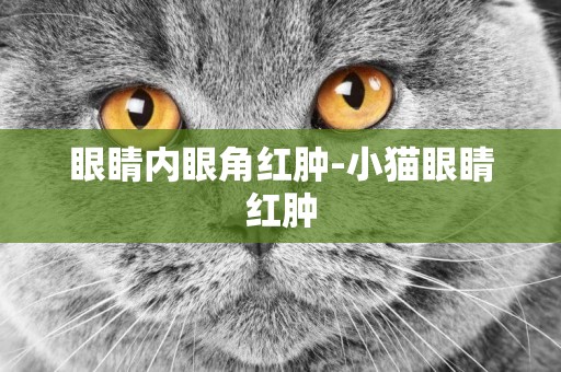 眼睛內眼角紅腫-小貓眼睛紅腫