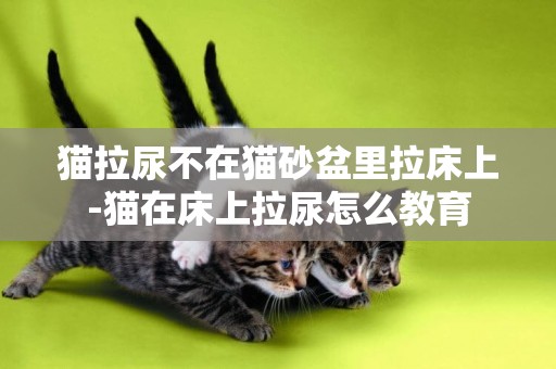 貓拉尿不在貓砂盆里拉床上-貓在床上拉尿怎么教育