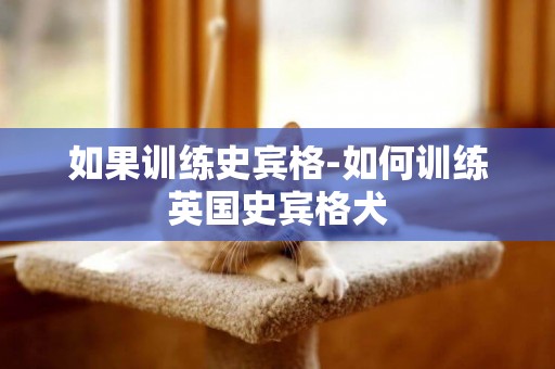 如果訓練史賓格-如何訓練英國史賓格犬