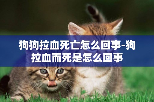 狗狗拉血死亡怎么回事-狗拉血而死是怎么回事