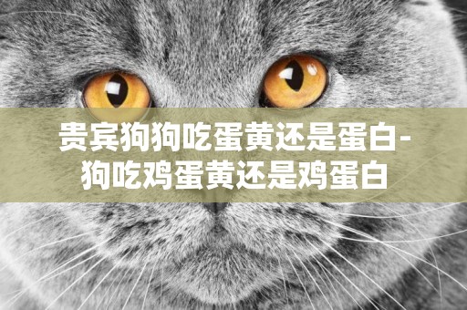 貴賓狗狗吃蛋黃還是蛋白-狗吃雞蛋黃還是雞蛋白