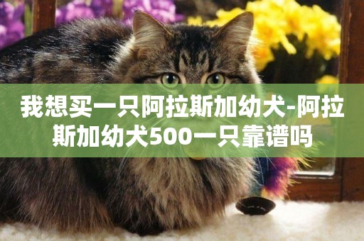 我想買一只阿拉斯加幼犬-阿拉斯加幼犬500一只靠譜嗎
