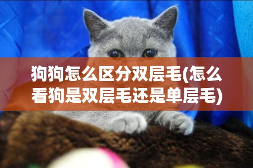 狗狗怎么區分雙層毛(怎么看狗是雙層毛還是單層毛)