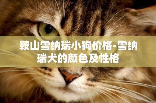 鞍山雪納瑞小狗價格-雪納瑞犬的顏色及性格
