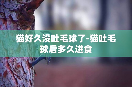 貓好久沒吐毛球了-貓吐毛球后多久進食