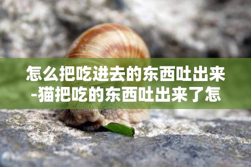 怎么把吃進去的東西吐出來-貓把吃的東西吐出來了怎么辦