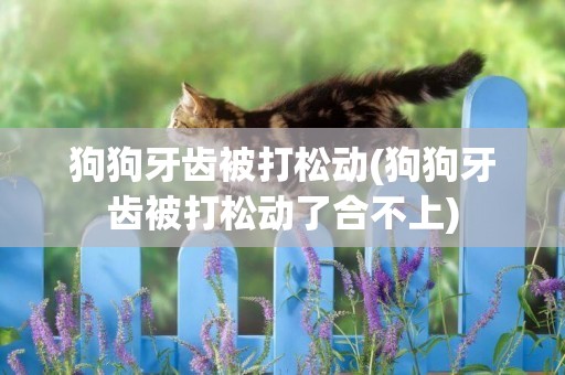 狗狗牙齒被打松動(狗狗牙齒被打松動了合不上)