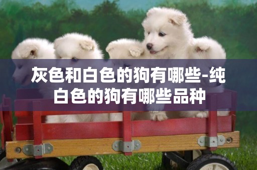 灰色和白色的狗有哪些-純白色的狗有哪些品種
