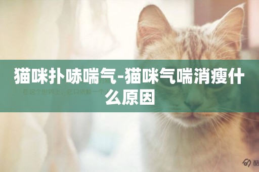 貓咪撲哧喘氣-貓咪氣喘消瘦什么原因