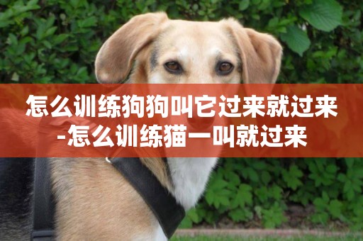 怎么訓練狗狗叫它過來就過來-怎么訓練貓一叫就過來