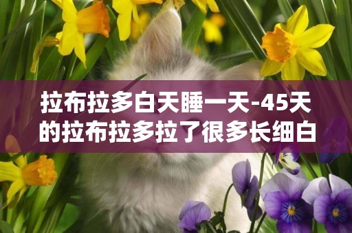 拉布拉多白天睡一天-45天的拉布拉多拉了很多長細白蟲
