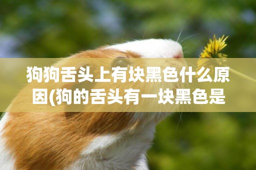 狗狗舌頭上有塊黑色什么原因(狗的舌頭有一塊黑色是怎么回事)