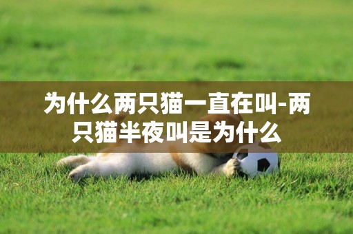 為什么兩只貓一直在叫-兩只貓半夜叫是為什么