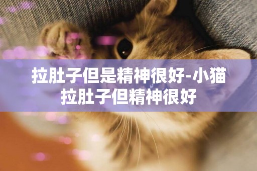 拉肚子但是精神很好-小貓拉肚子但精神很好