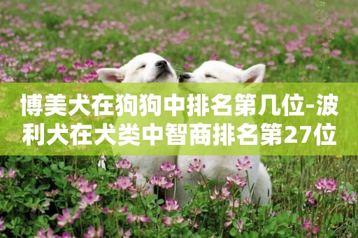 博美犬在狗狗中排名第幾位-波利犬在犬類中智商排名第27位