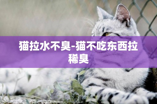 貓拉水不臭-貓不吃東西拉稀臭