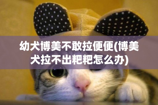幼犬博美不敢拉便便(博美犬拉不出粑粑怎么辦)
