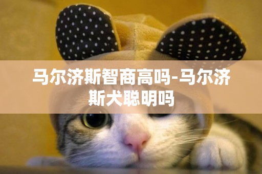 馬爾濟斯智商高嗎-馬爾濟斯犬聰明嗎