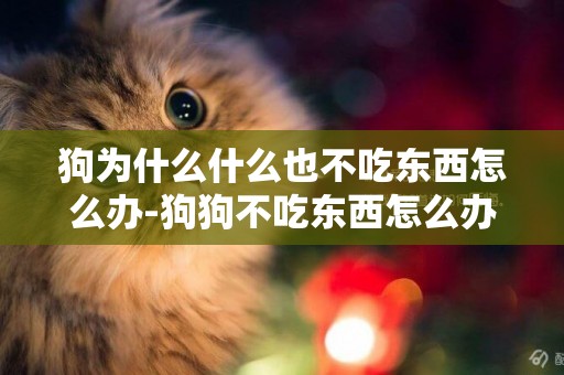 狗為什么什么也不吃東西怎么辦-狗狗不吃東西怎么辦