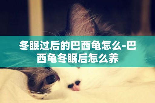 冬眠過后的巴西龜怎么-巴西龜冬眠后怎么養