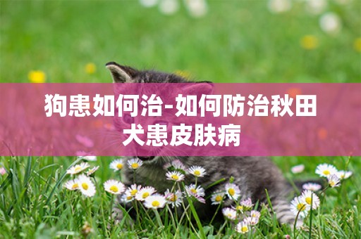 狗患如何治-如何防治秋田犬患皮膚病