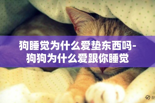 狗睡覺為什么愛墊東西嗎-狗狗為什么愛跟你睡覺