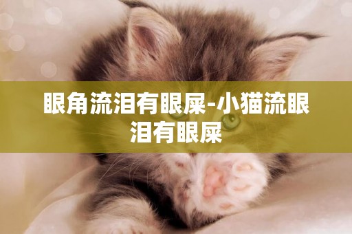 眼角流淚有眼屎-小貓流眼淚有眼屎