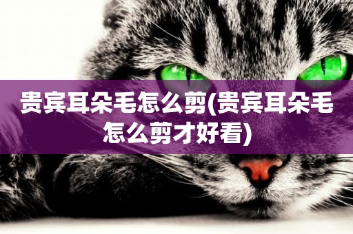 貴賓耳朵毛怎么剪(貴賓耳朵毛怎么剪才好看)