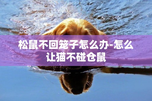 松鼠不回籠子怎么辦-怎么讓貓不碰倉鼠