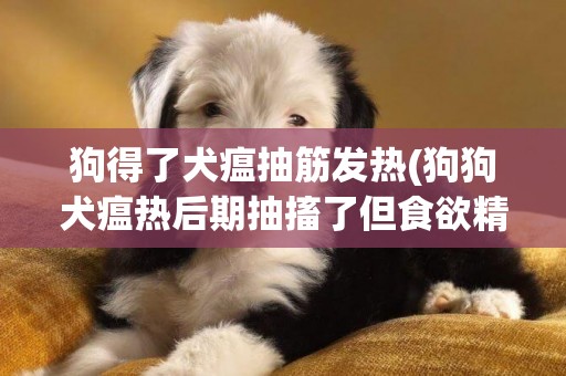狗得了犬瘟抽筋發熱(狗狗犬瘟熱后期抽搐了但食欲精神還非常好)