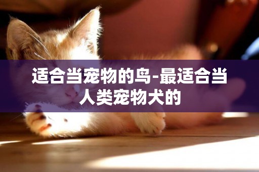 適合當寵物的鳥-最適合當人類寵物犬的